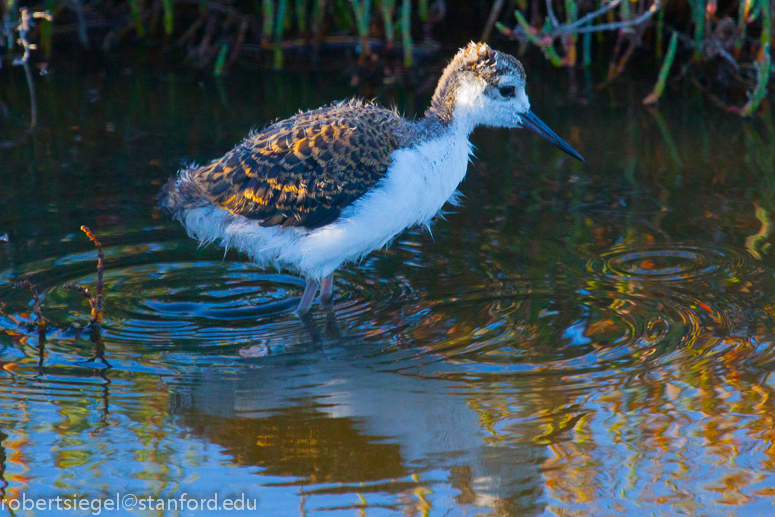 stilt chick